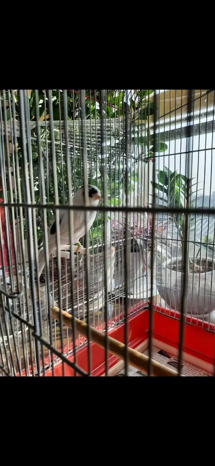 گلاستر نر اورجینال|پرنده|تهران, جمال‌زاده|دیوار