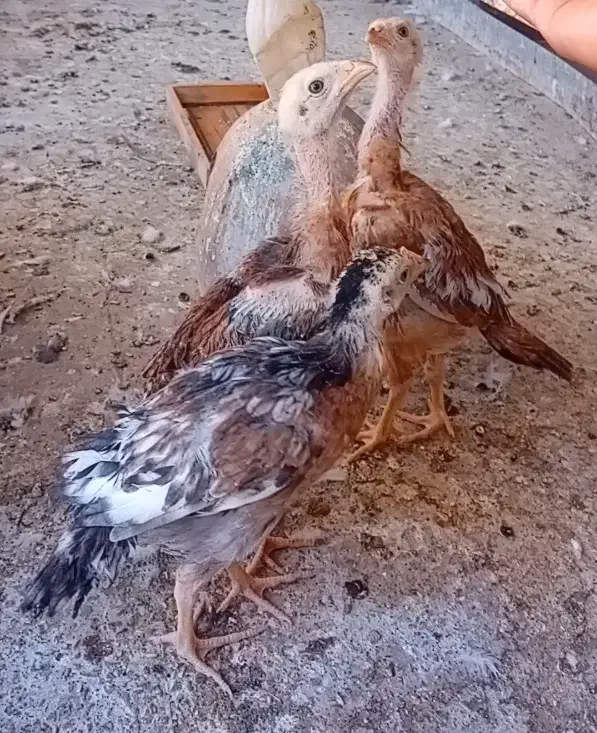 جوجه لاری|حیوانات مزرعه|حمیدیا, |دیوار