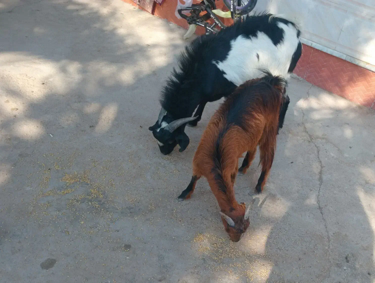 کهره|حیوانات مزرعه|اهرم, |دیوار