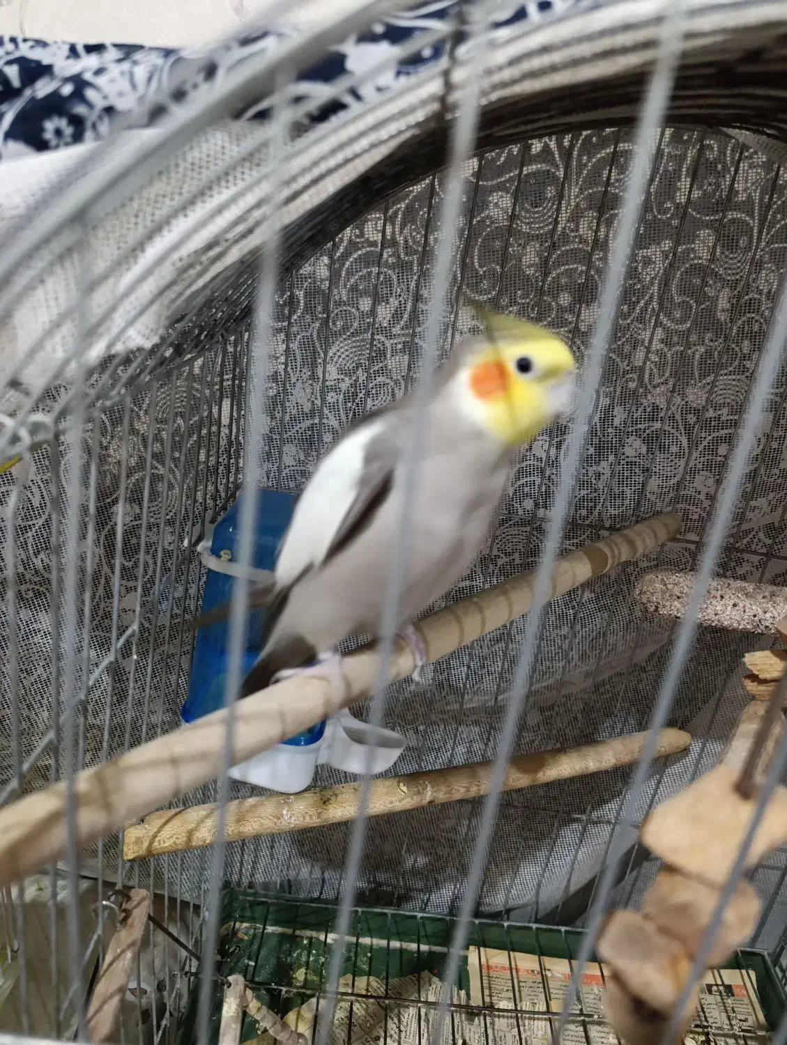 فروش عروس هلندی نرو ماده|پرنده|ری, ظهیرآباد|دیوار