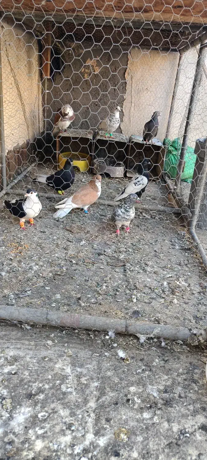 کفتر|پرنده|مشهد, ایوان|دیوار