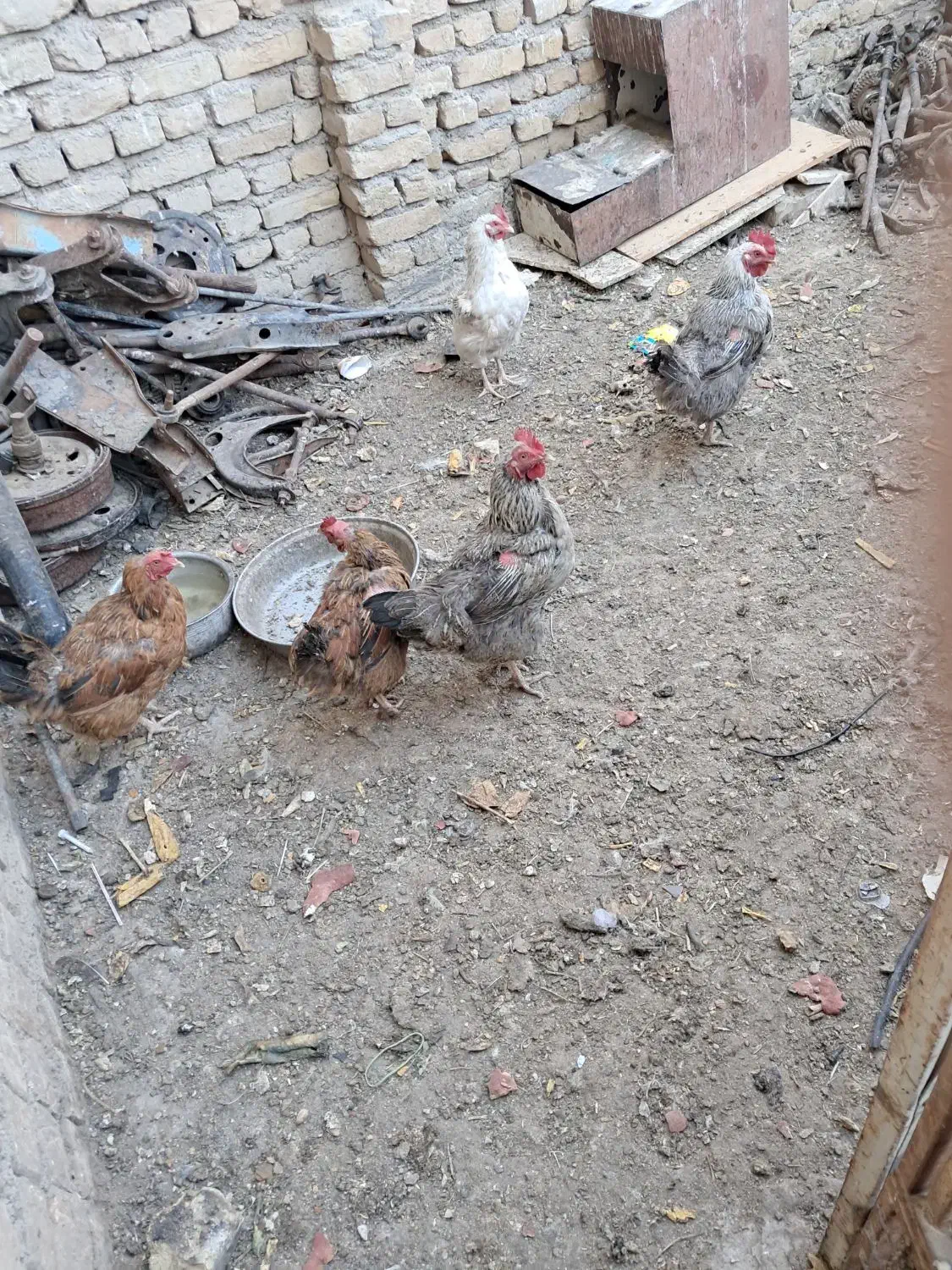 مرغ محلی تخمی ۵عدد دانه۲۷۰|حیوانات مزرعه|تربتحیدریه, حاجی یار|دیوار