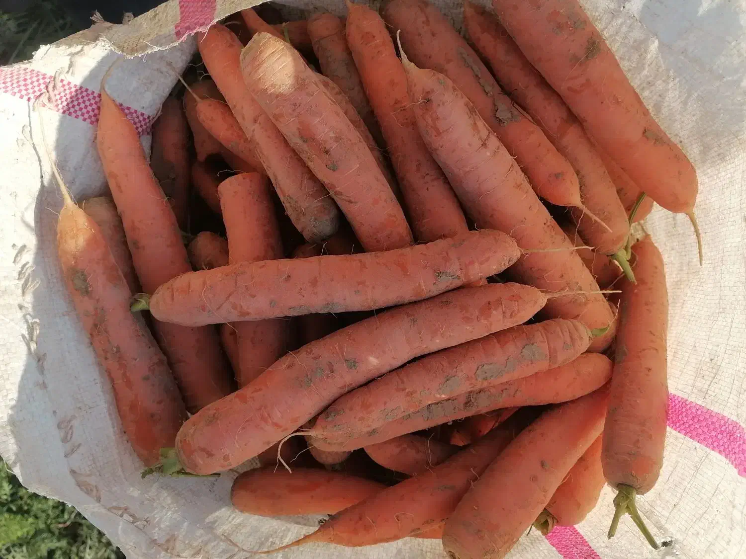 بذر هویج سوپرانو|خدمات باغبانی و درختکاری|اندیمشک, |دیوار