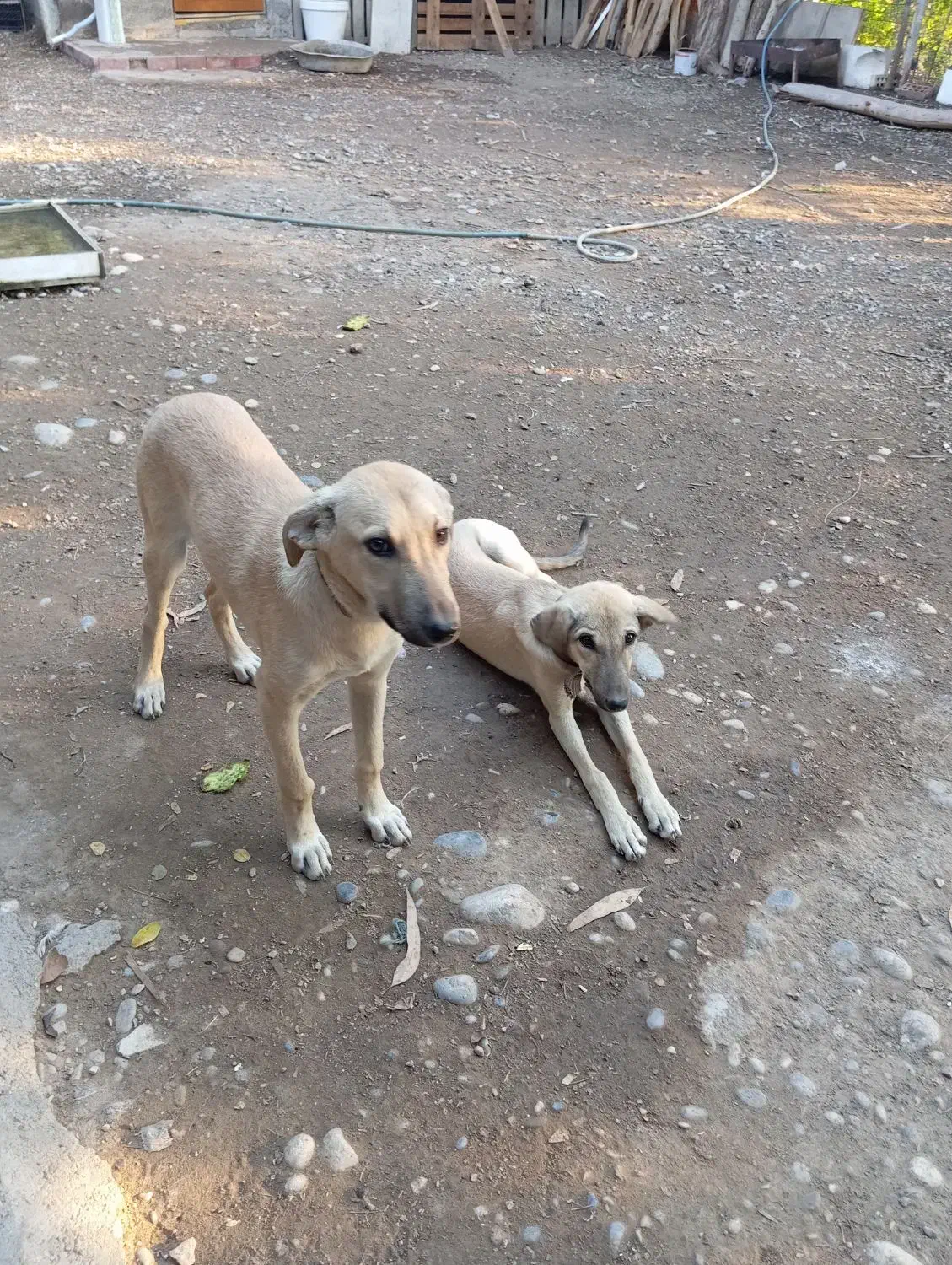 سگ جوان چهار ماهه نر و ماده|سگ|دزفول, |دیوار