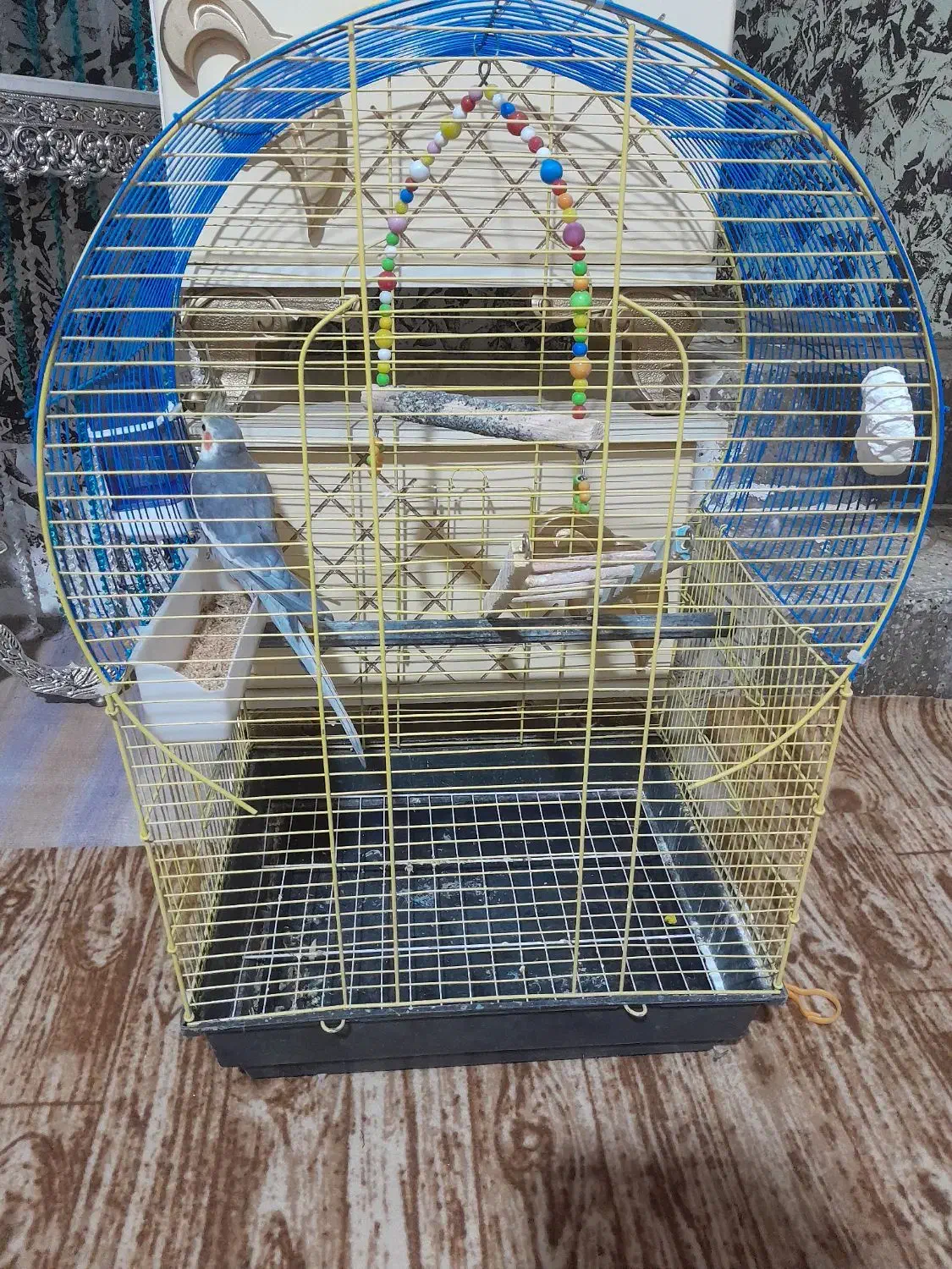 عروس هلنی آواز خوان|پرنده|خوی, |دیوار