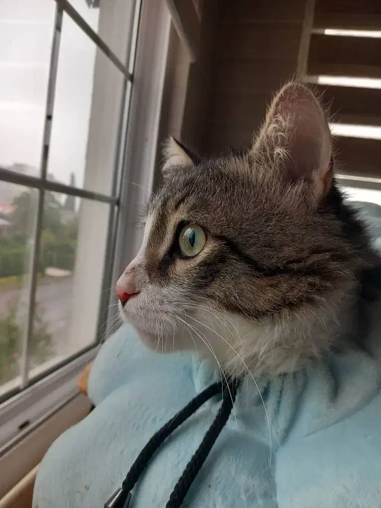 واگذاری گربه|گربه|بندر انزلی, دهکده ساحلی|دیوار