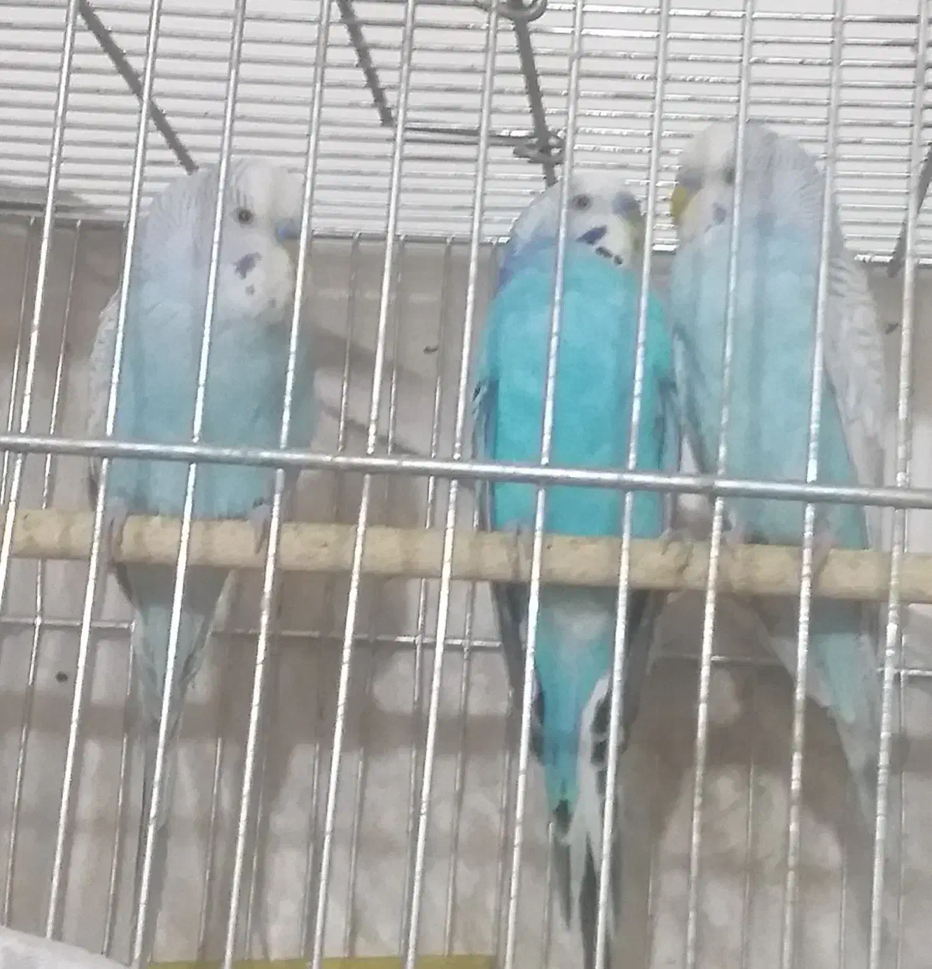 مرغ عشق آماده جوجه کشی|پرنده|ری, ظهیرآباد|دیوار