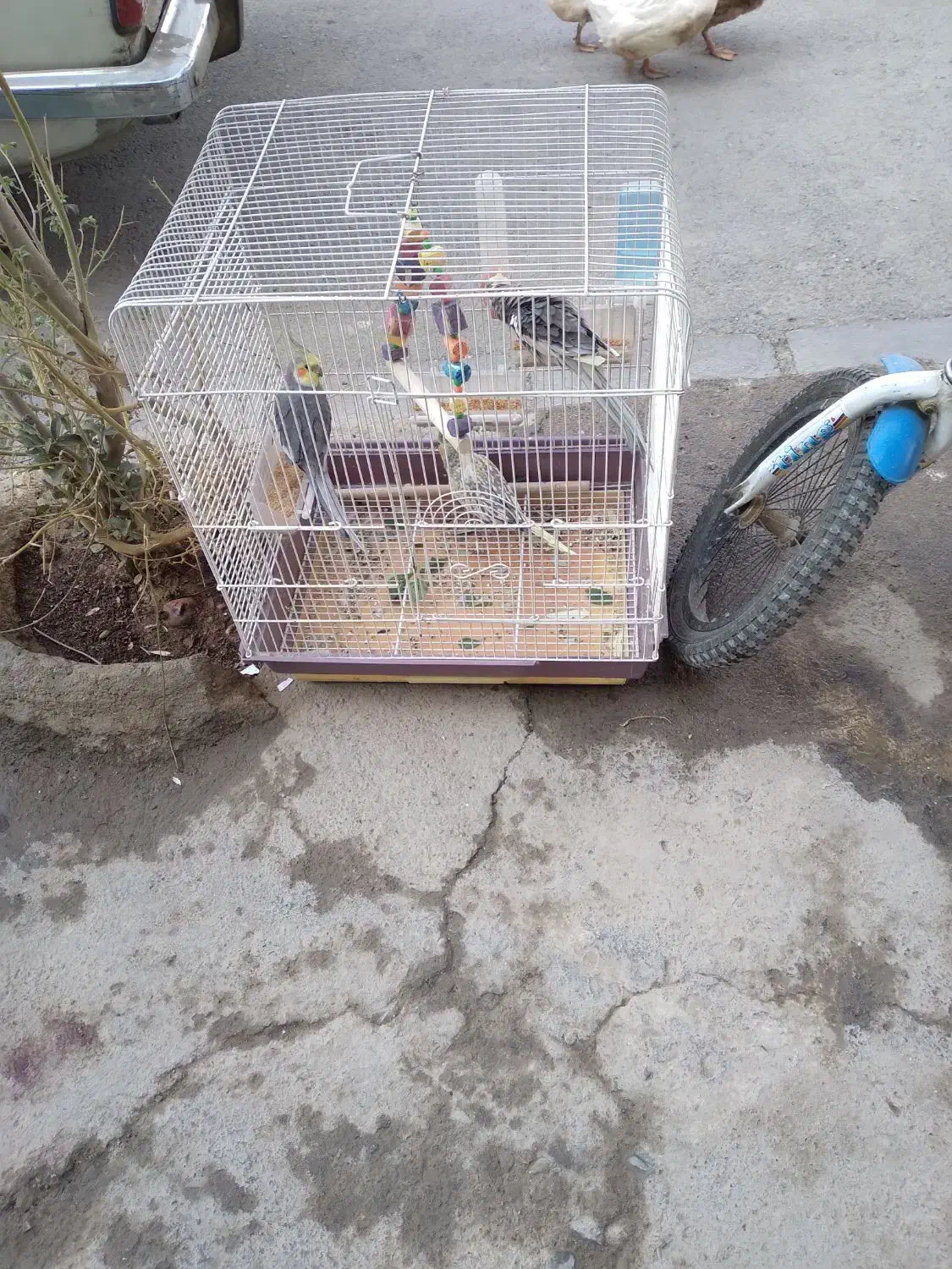 ۳عدد عروس هلندی|پرنده|کهریزک, |دیوار