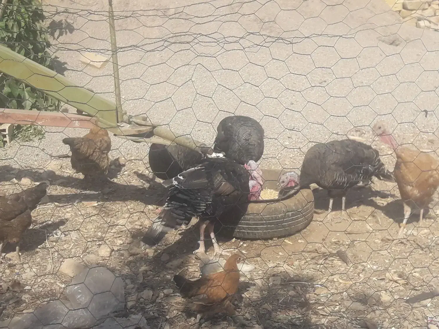 دوعدد بوقلمون نر برنزه پنج عدد بوقلمون ماده|حیوانات مزرعه|قیدار, |دیوار