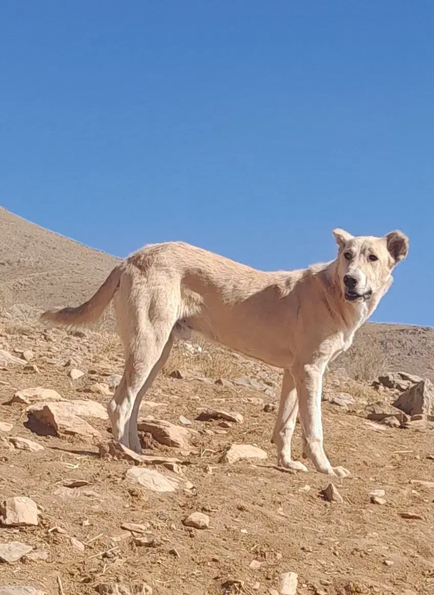 سگ ۹ ماهه سرابی گله ای وجونوری|سگ|شازند, |دیوار
