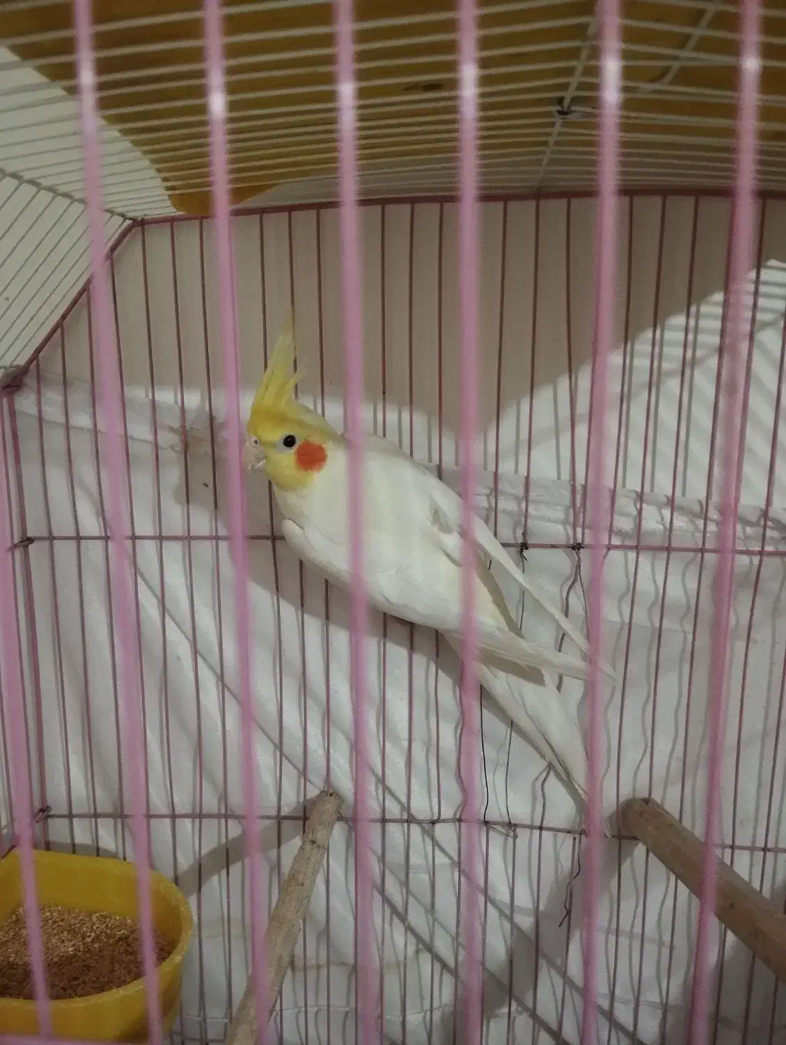 عروس هلندی لوتینو نر|پرنده|تهران, جوادیه تهرانپارس|دیوار