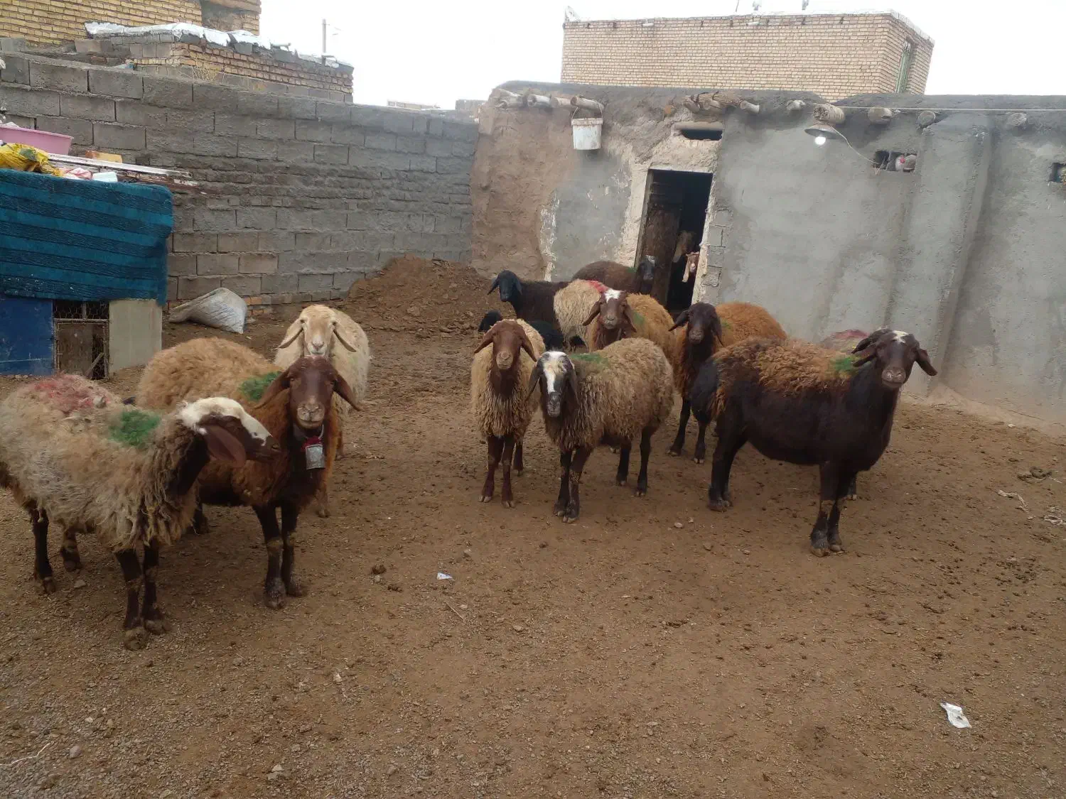 معاوضه با ماشین|حیوانات مزرعه|سلیمان, |دیوار