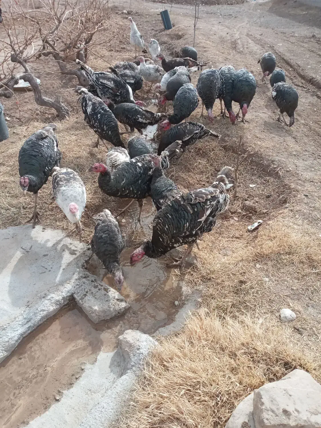 کبوتر بوقلمون|حیوانات|دشتابی, |دیوار