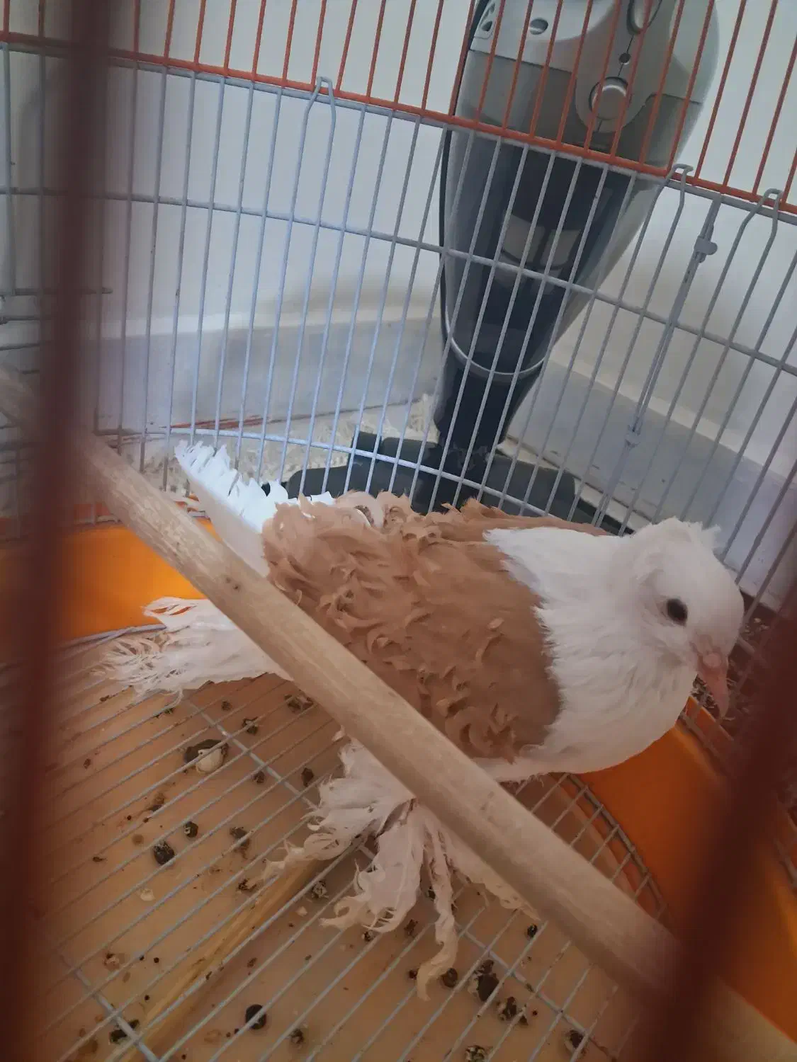 جکسون پرتقالی|پرنده|چهاردانگه (تهران), |دیوار