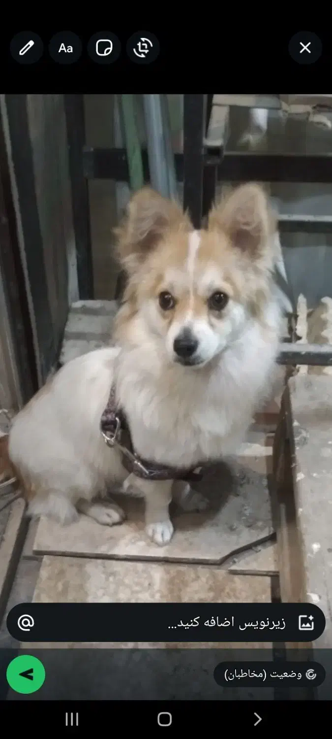 سگ پامر|سگ|پرند, فاز ۵|دیوار