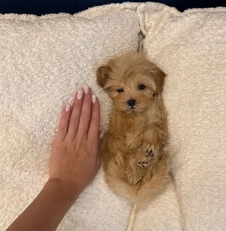 سگ توی|سگ|یاسوج, |دیوار