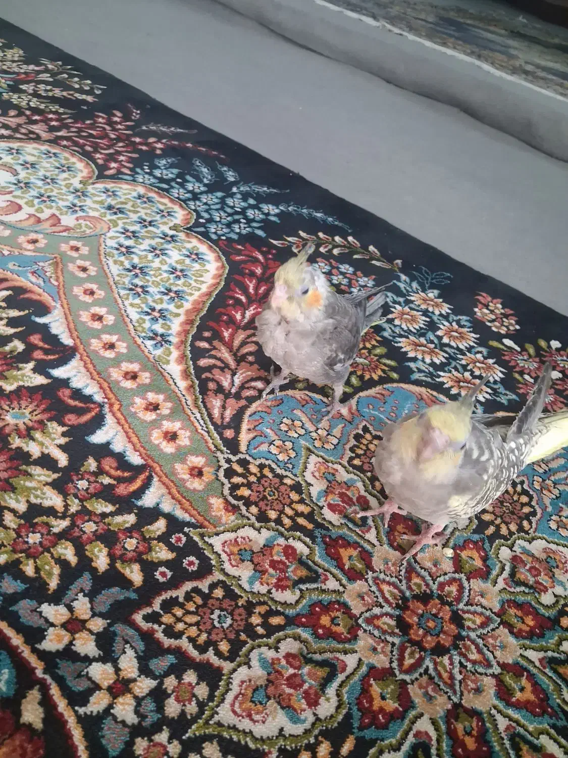 عروس هلندی جفت|پرنده|شاهینشهر, حاجی آباد|دیوار