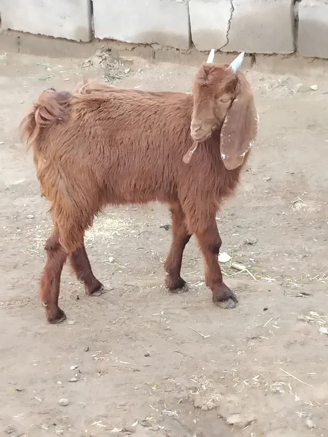 بزغاله پنج نیم|حیوانات مزرعه|تایباد, |دیوار