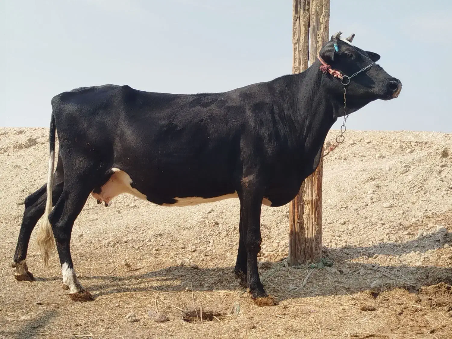 گاو خارجی ابستن شادگان|حیوانات مزرعه|شادگان, |دیوار