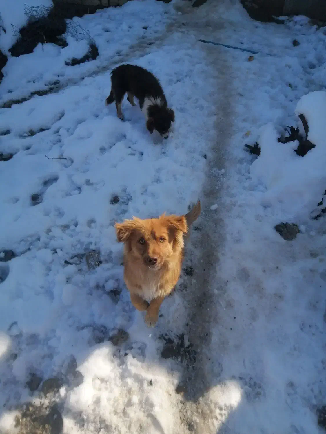 سگ پاپی|سگ|مشهد, میان ولایت|دیوار