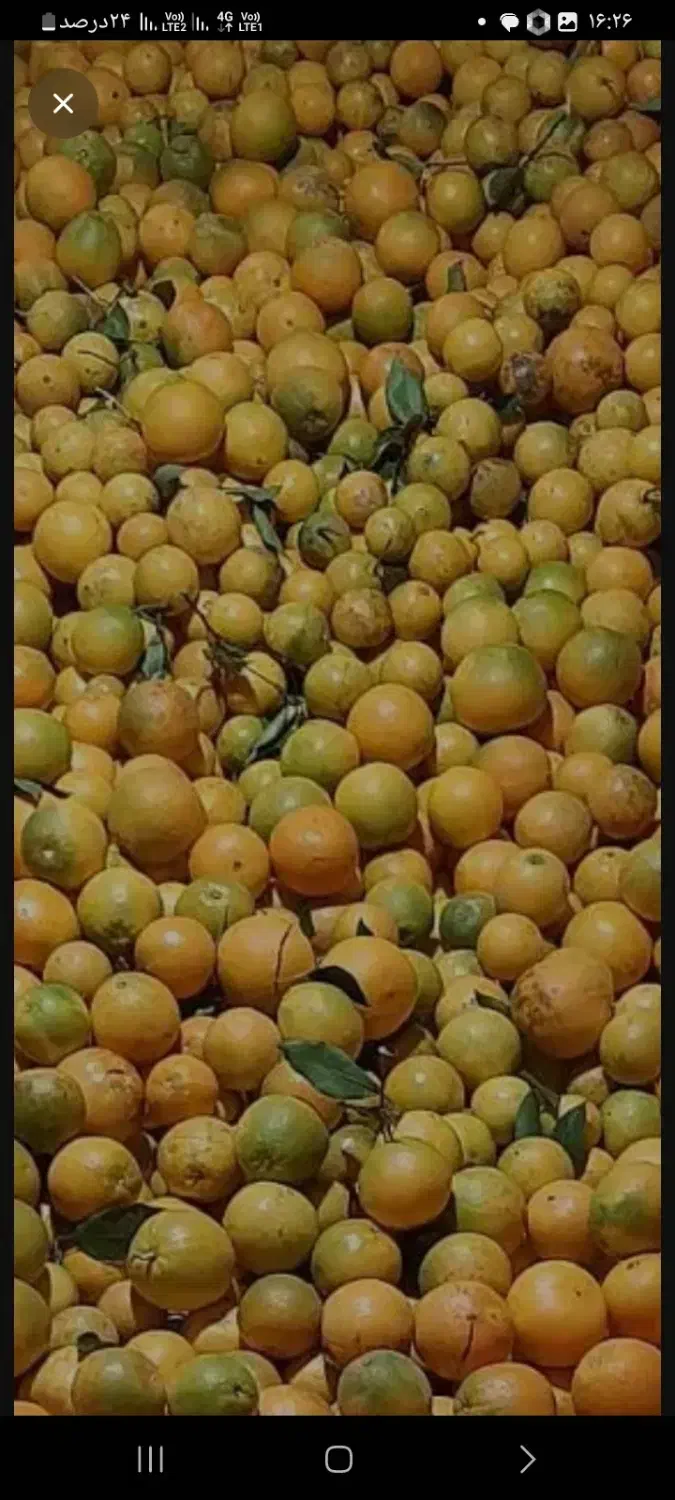 آبگیری نارنج رایگان|خدمات پیشه و مهارت|گرگان, |دیوار