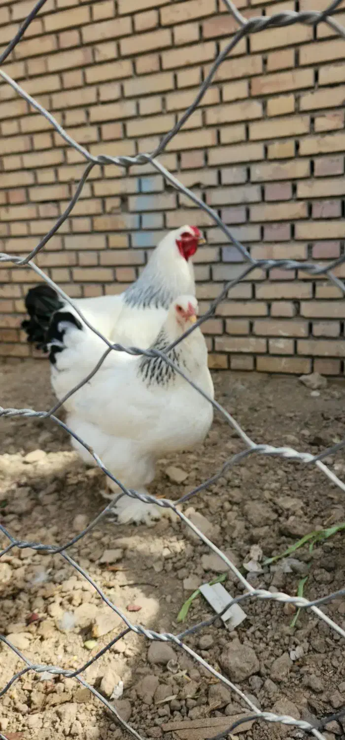 تخم مرغ نطفه دار برهما لایت|حیوانات مزرعه|مشهد, نوید|دیوار