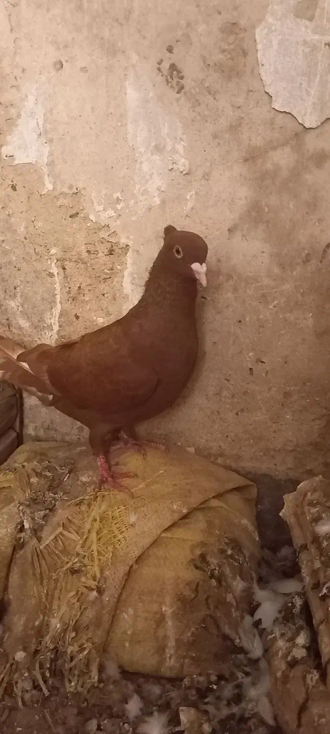 سرخ و زرد گرفتنی|پرنده|شوشتر, |دیوار