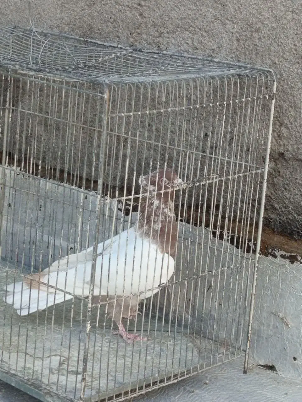 کبوتر رنگه والمانی وخروس فروشی|پرنده|فردوس (خراسان), |دیوار