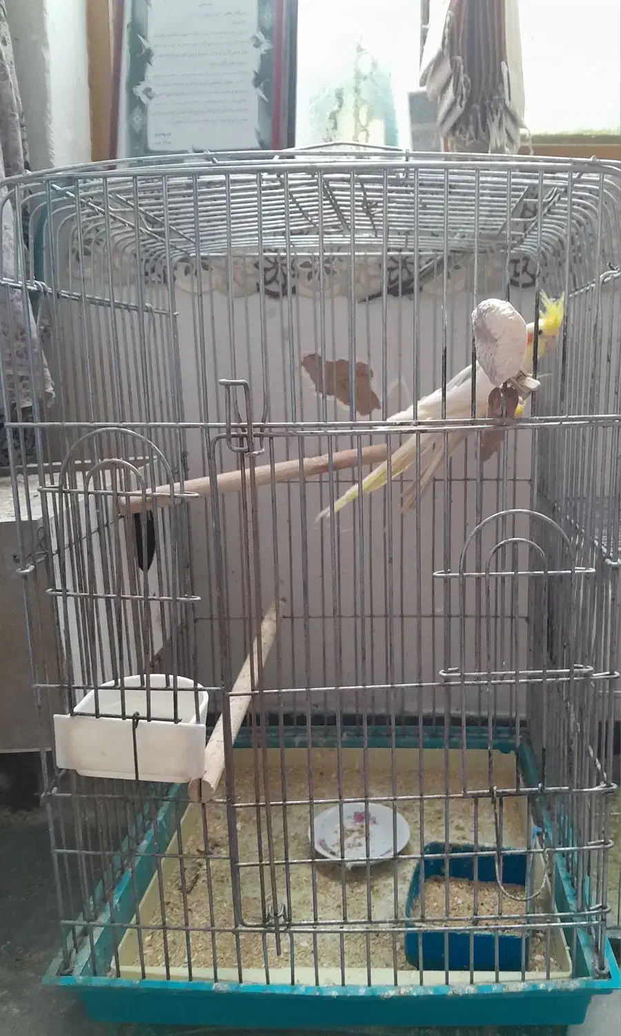 عروس هلندی|پرنده|مهریز, |دیوار