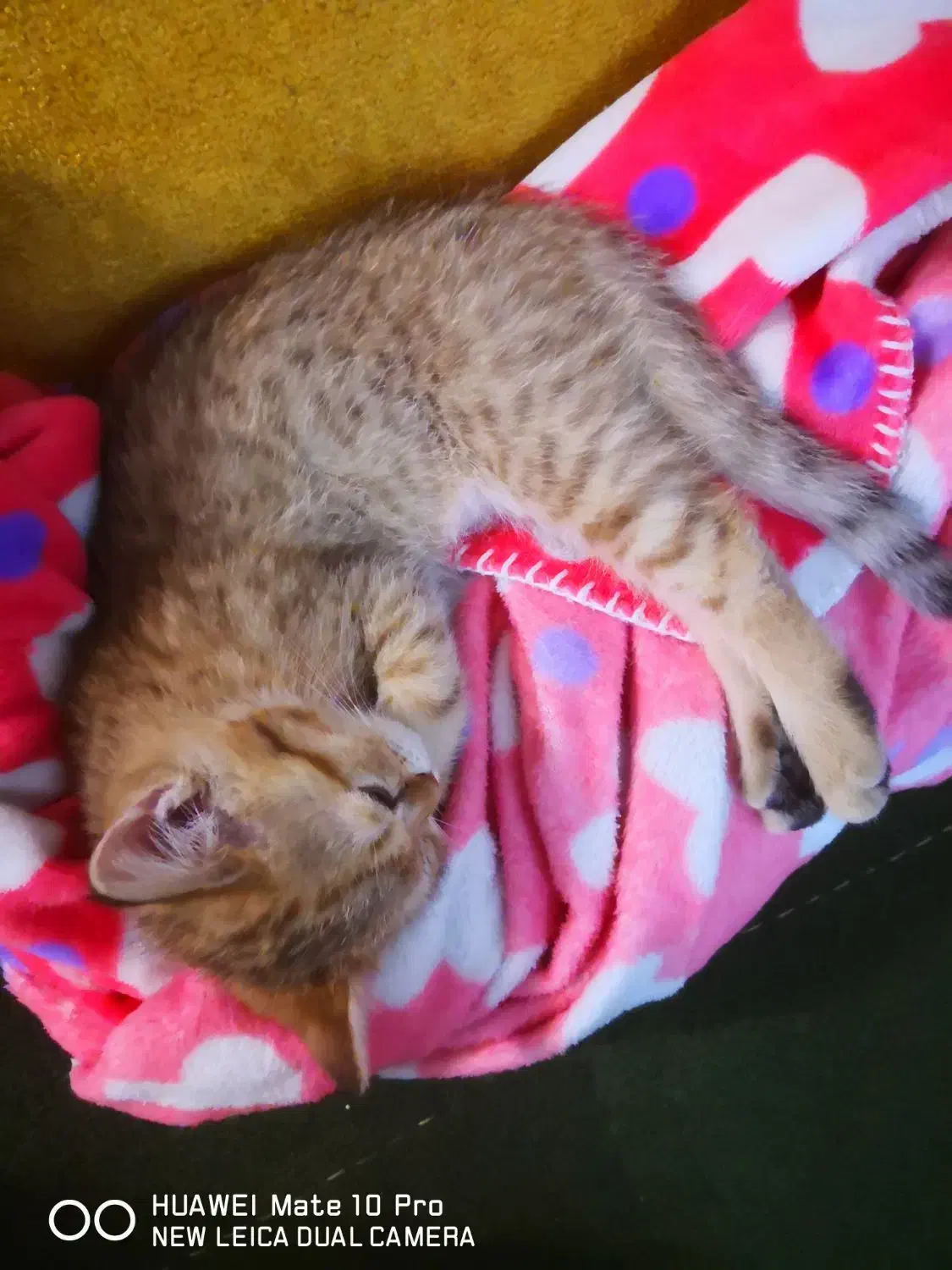 گربه بریتیش|گربه|تهران, اکباتان|دیوار