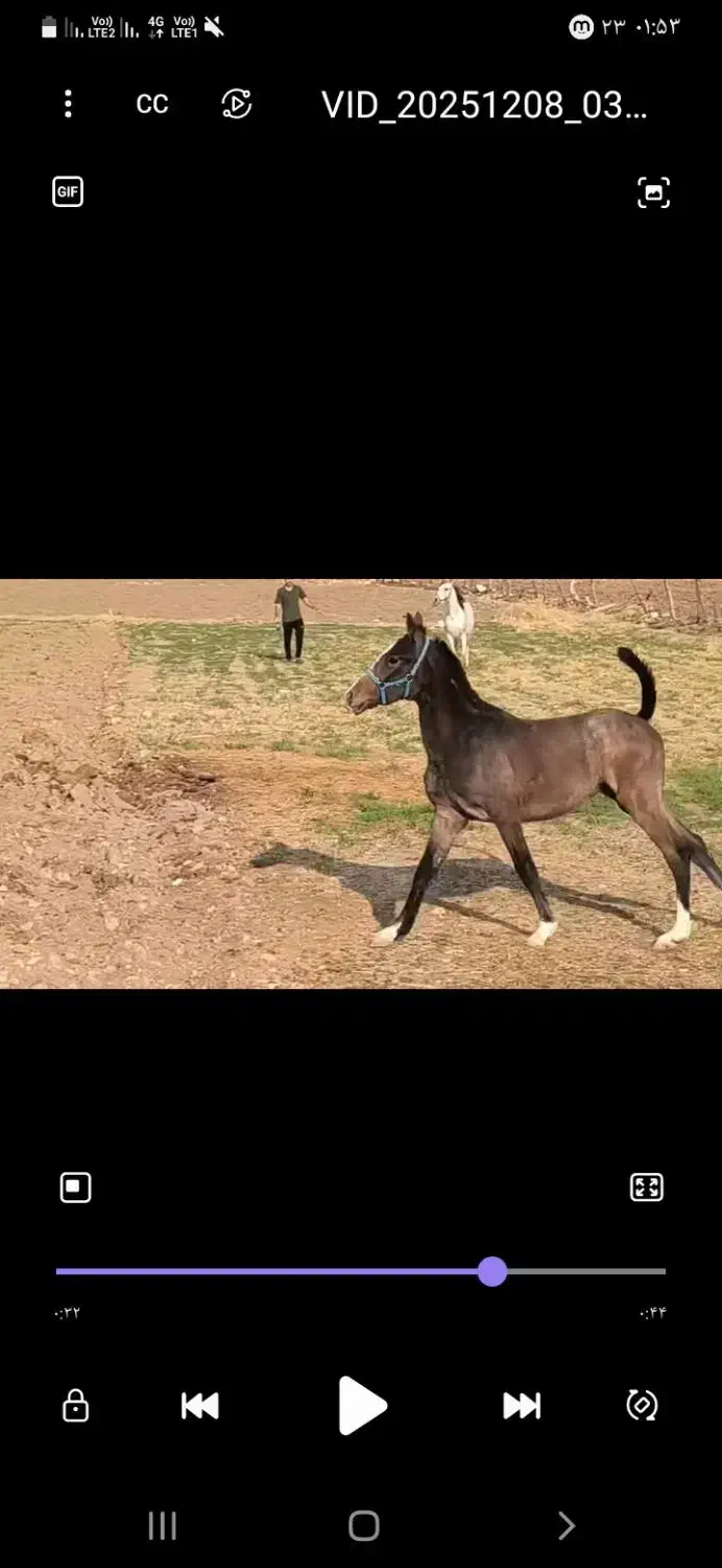 کره اسب|اسب و تجهیزات اسبسواری|ایلام, |دیوار