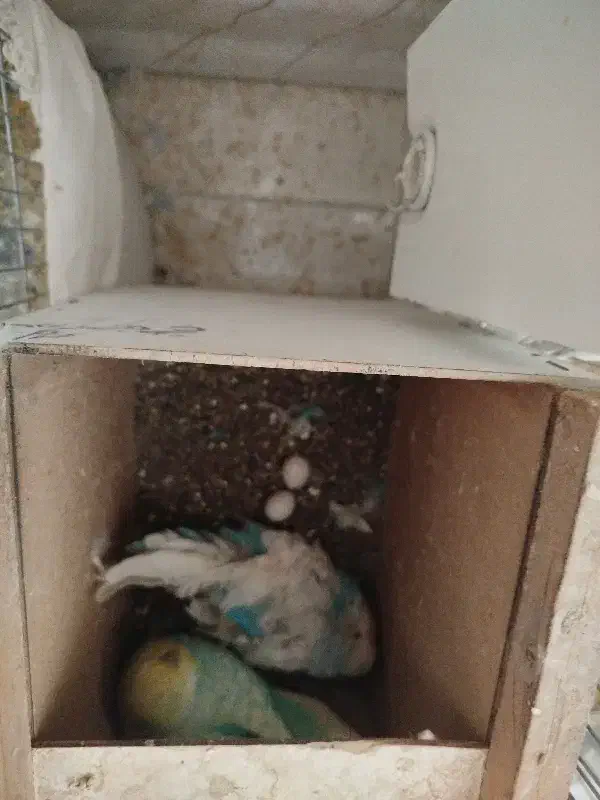 مرغ عشق هلندی گریدAمولدروتخم جواب داده خوش رنگ|پرنده|ساوه, |دیوار