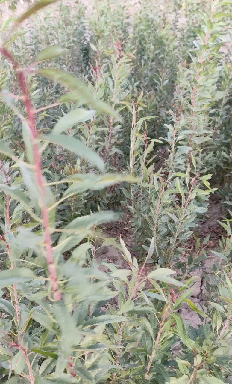 نهال بادام|گل و گیاه طبیعی|فردوس (خراسان), |دیوار