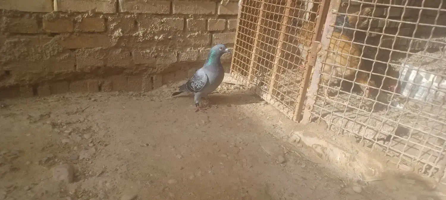 کبوتر پلاکی|پرنده|شوشتر, |دیوار
