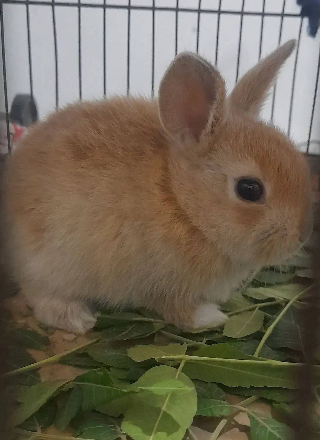 بچه خرگوش ناز و باهوش|موش و خرگوش|کاشان, مزرعه نو|دیوار