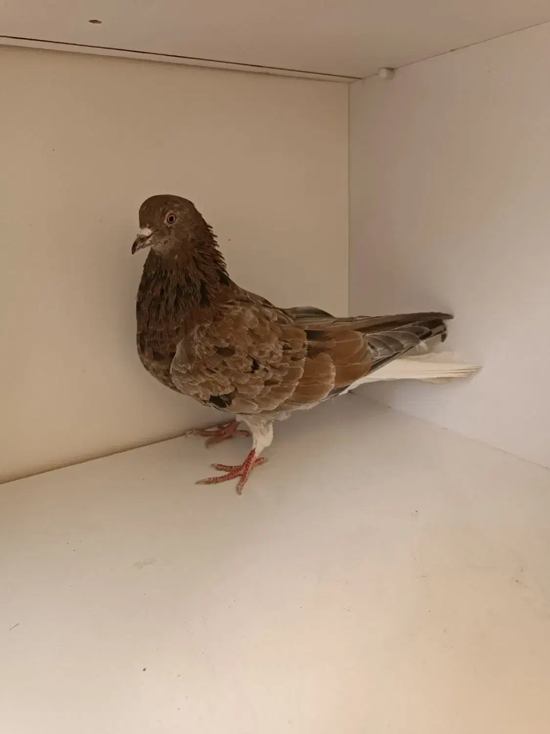 کفتر سرور دم سفید|پرنده|فردیس, شهرک ناز|دیوار