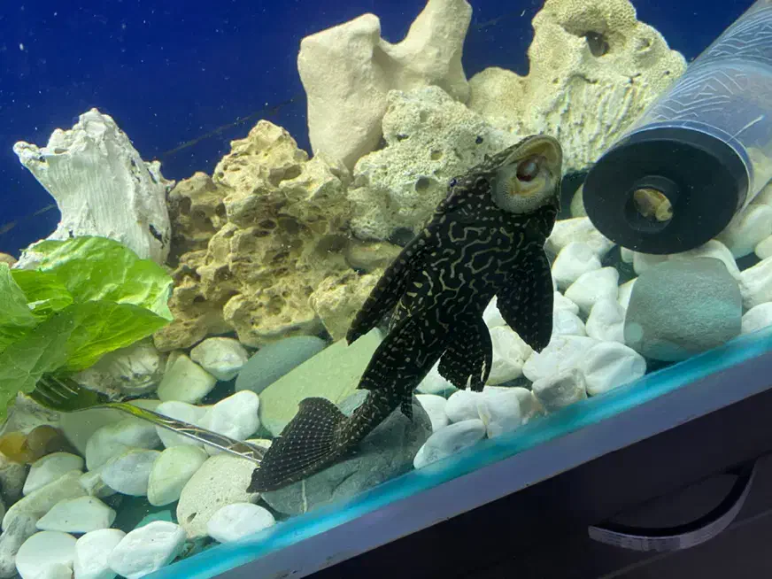 لجنخوار|ماهی|هشتگرد, فاز ۳ مهستان|دیوار