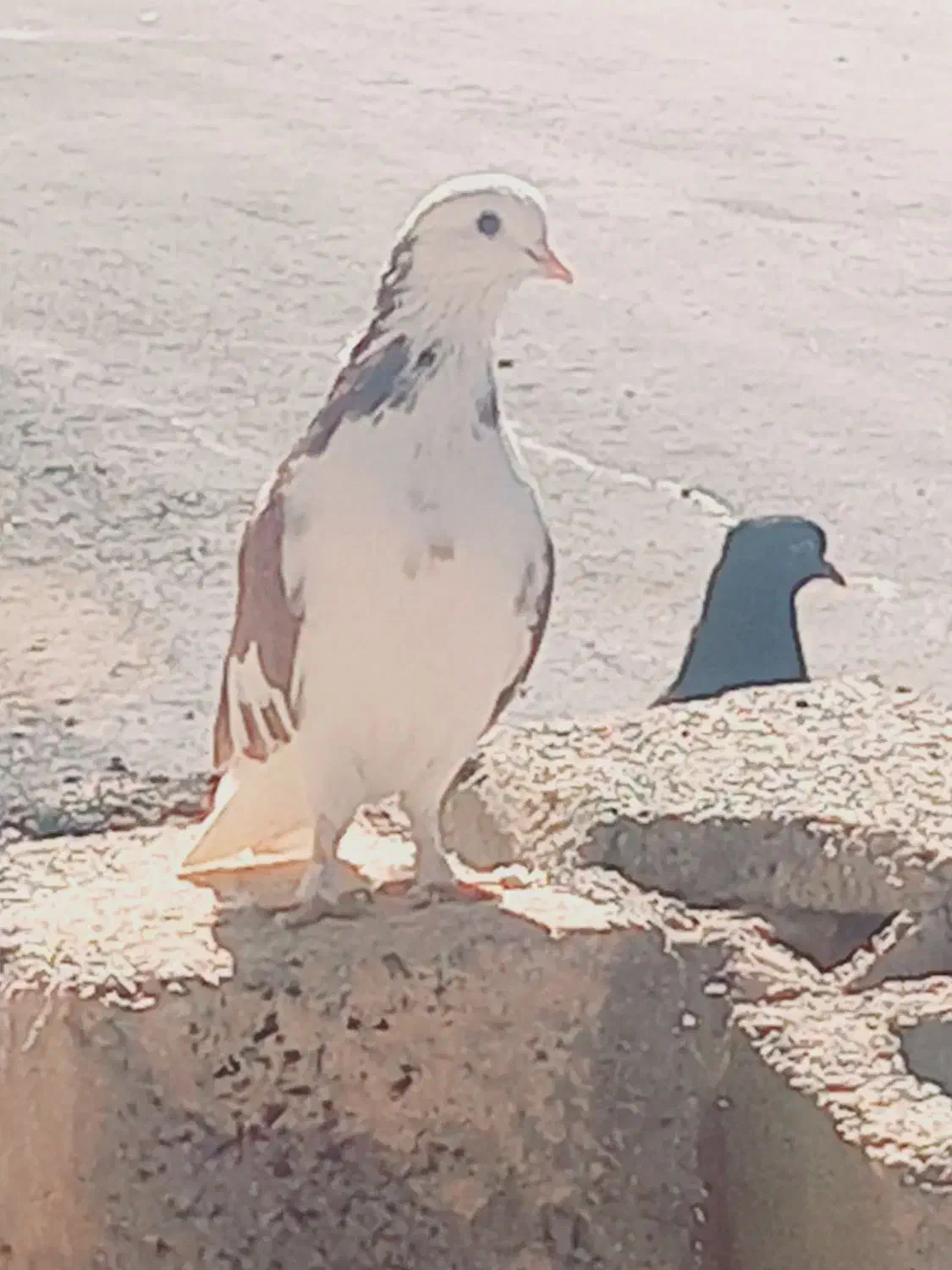 کفتر|پرنده|زید آباد, |دیوار