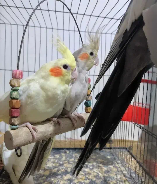 جوجه دو ماهه عروس هلندی لوتینو|پرنده|رشت, باهنر|دیوار