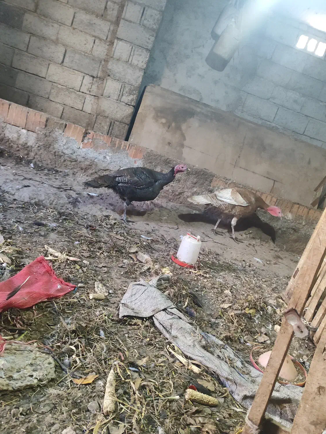 بوقلمون دو عدد نر|حیوانات مزرعه|مشگین شهر, |دیوار