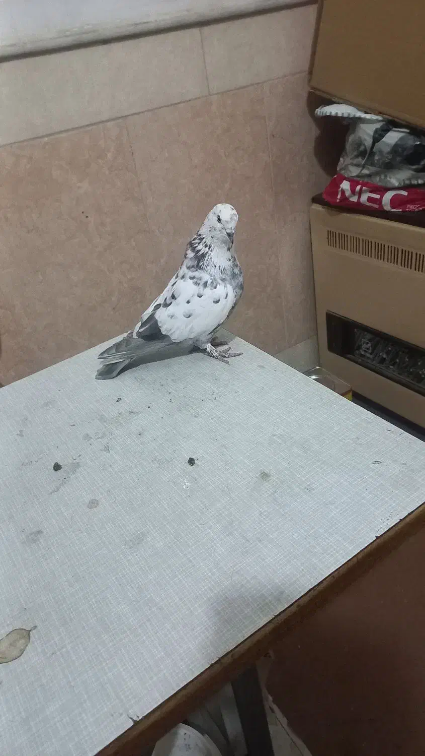 کبوتر|پرنده|قم, نیروگاه|دیوار