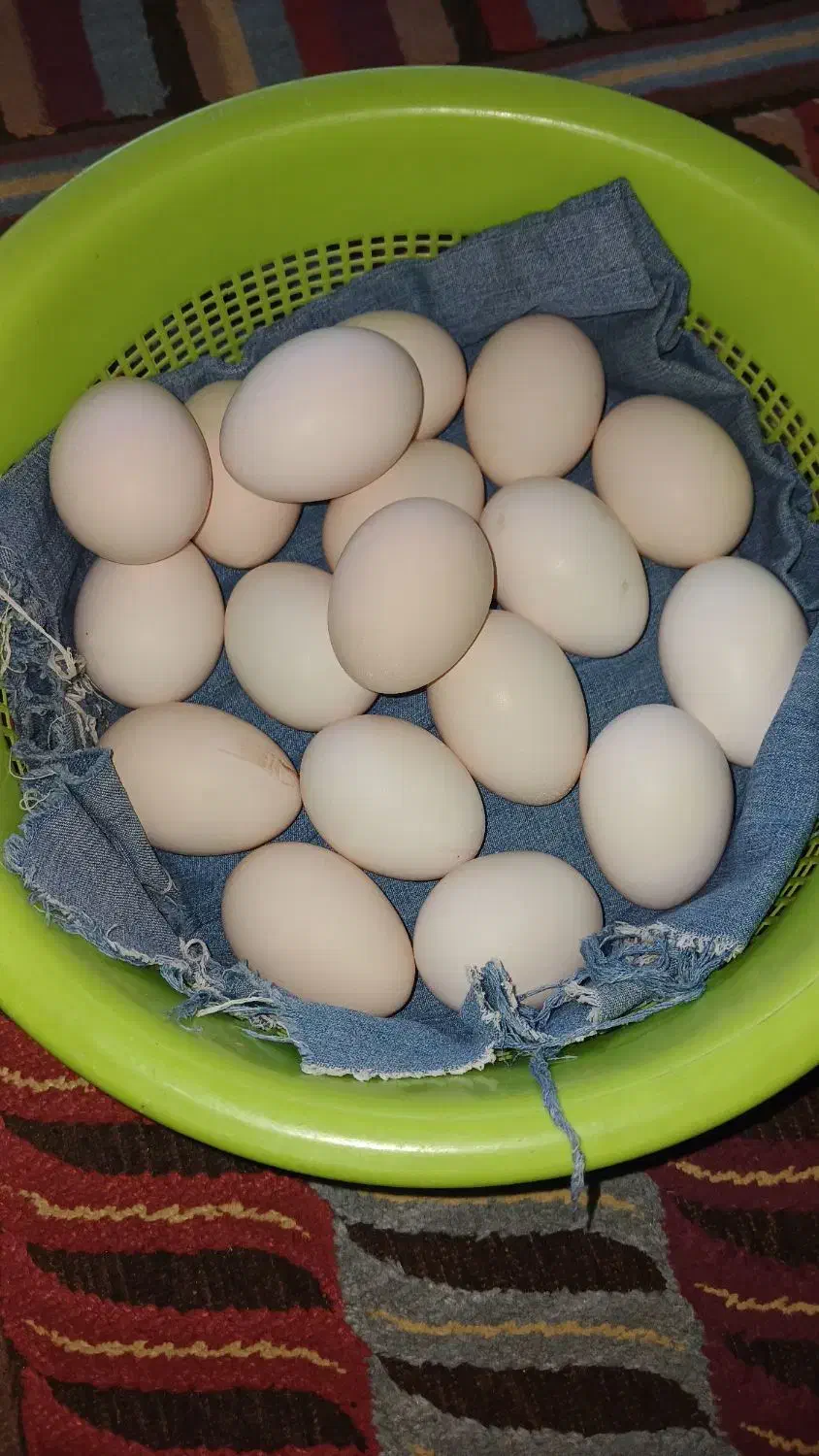 تخم نطفهدار گلینهای اصیل و کرچ شو|حیوانات مزرعه|رشت, سعدی (تختی)|دیوار