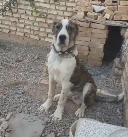 توله افغان 6ماهه|سگ|تربتحیدریه, باغ ملی|دیوار