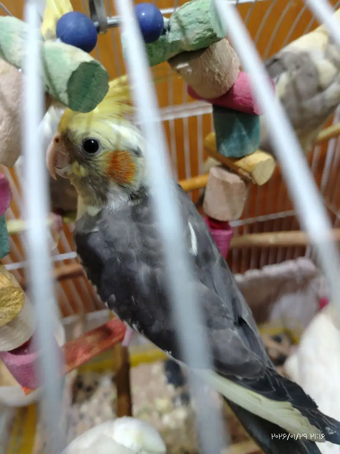 عروس هلندی|پرنده|قم, شهرک امام حسن|دیوار