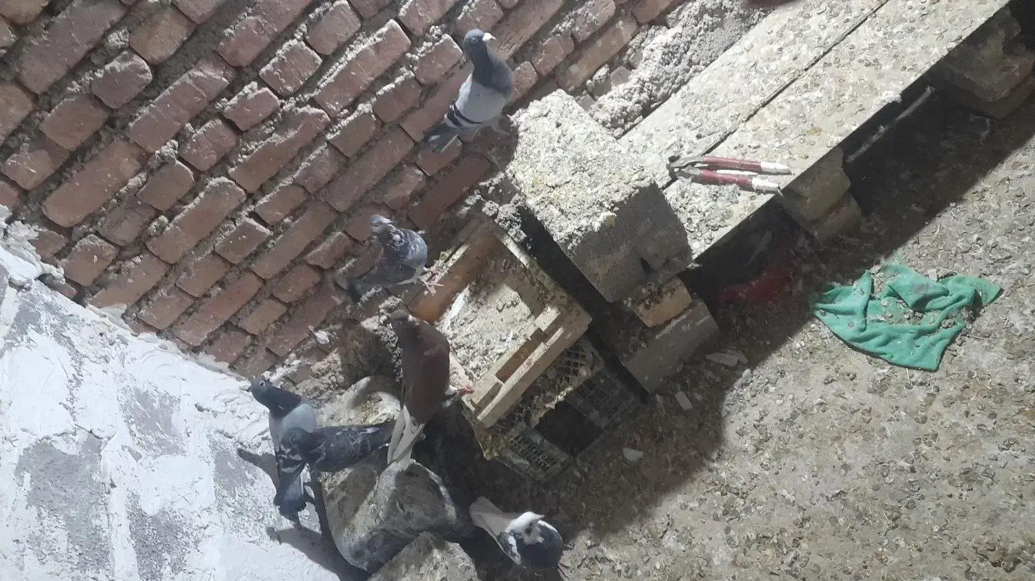 کبوتر|پرنده|دلبران, |دیوار