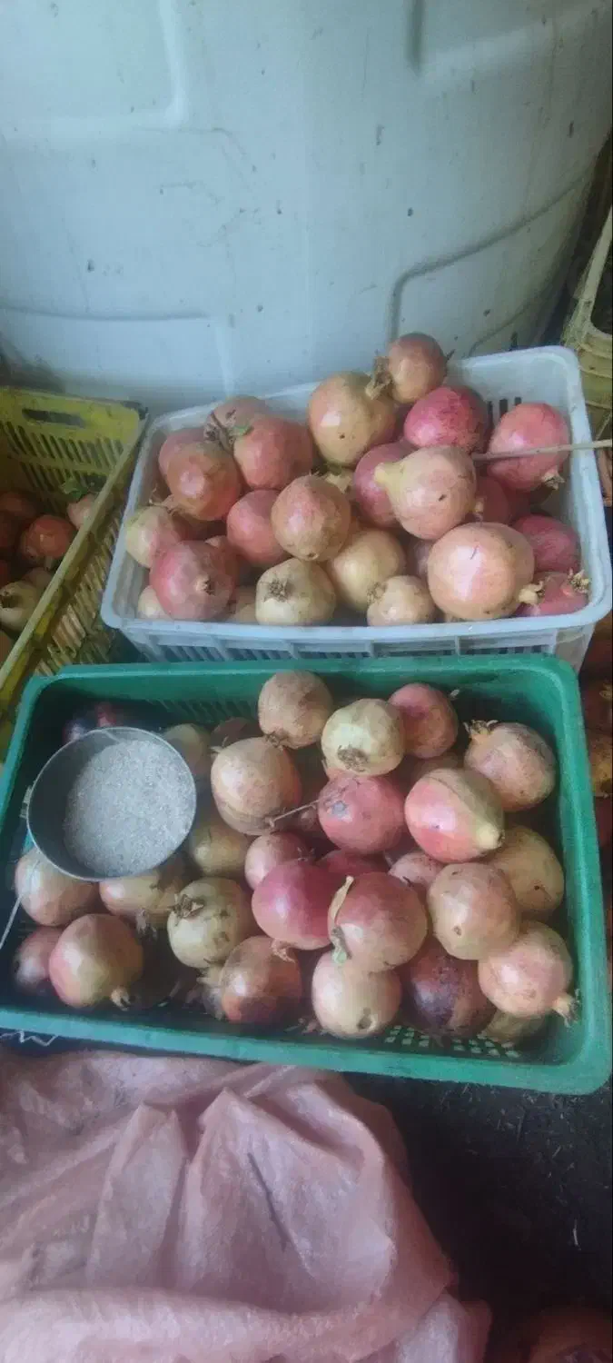 انار طارم|خوردنی و آشامیدنی|گیلوان, |دیوار