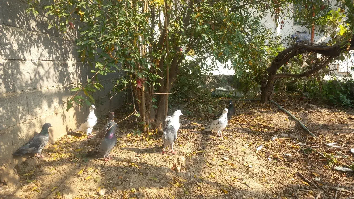 کبوتر۱۱عدد|پرنده|خان ببین, |دیوار