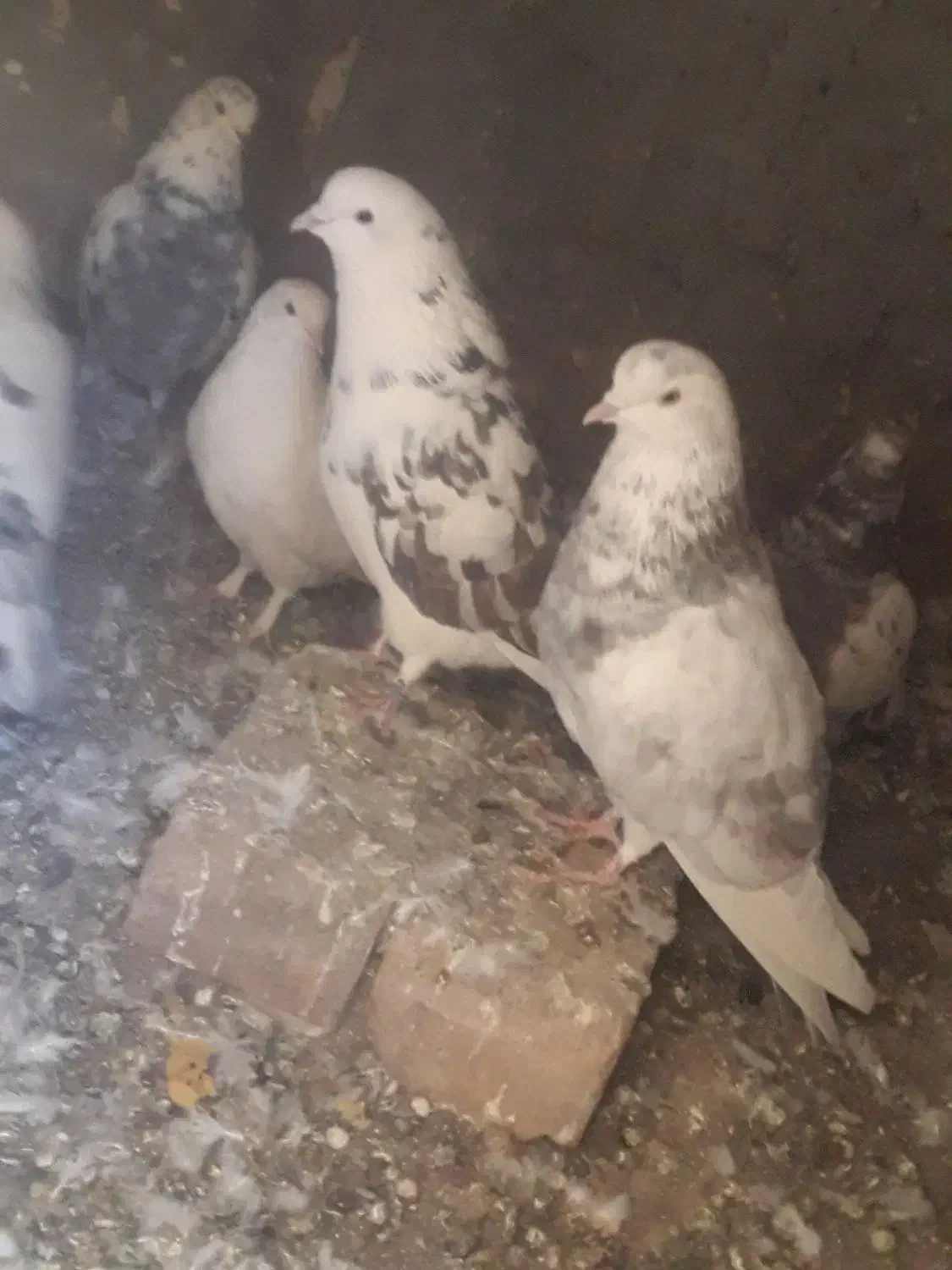 کبوتر|پرنده|باغ حلی, |دیوار