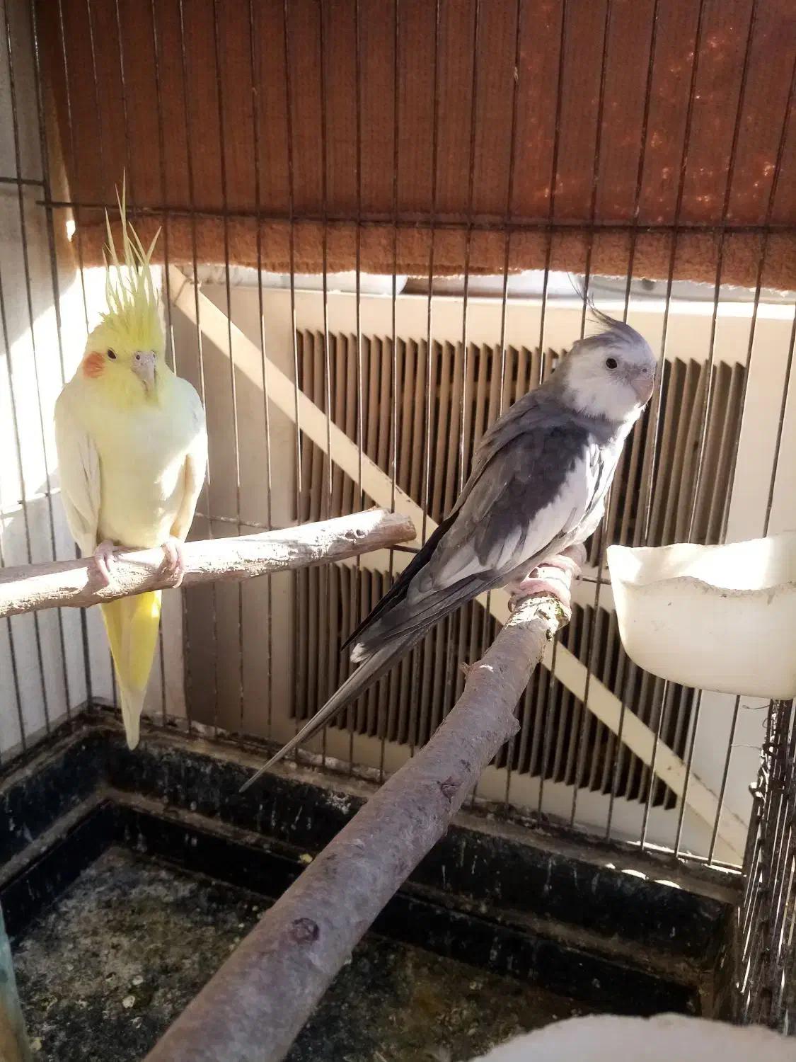 عروس هلندی مولد|پرنده|شوشتر, |دیوار