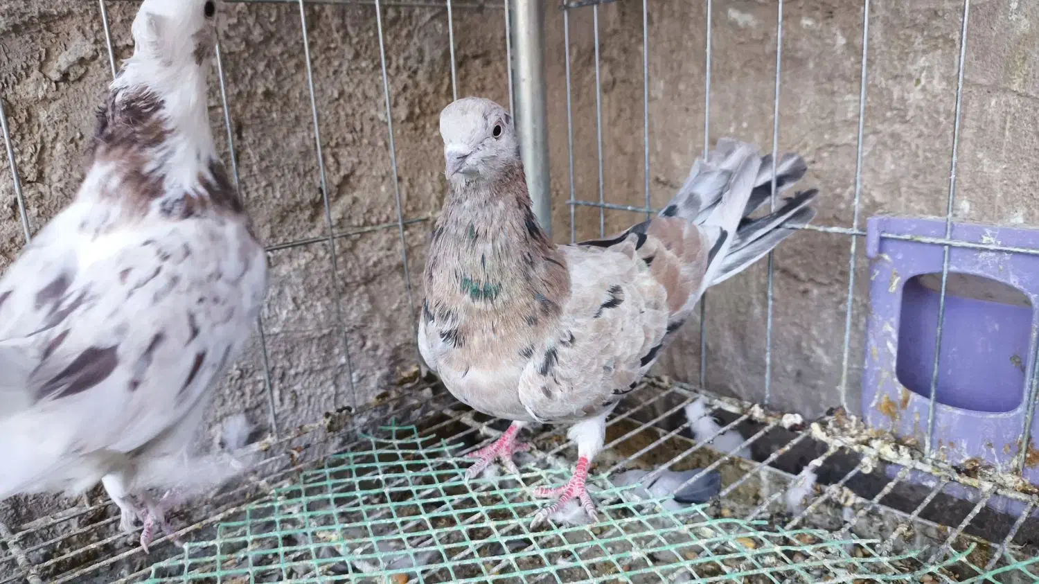 نر هما ماده سرور|پرنده|اصفهان, سروستان|دیوار